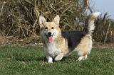 CORGI PEMBROKE 834